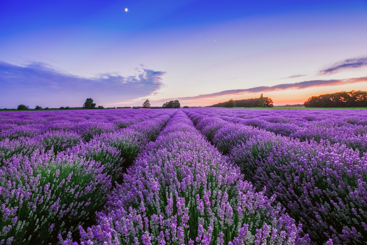 provence
